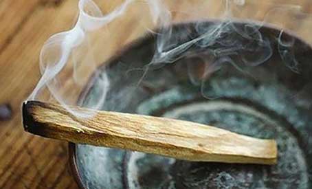 Palo Santo sacred wood - dwarf