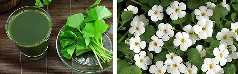 brahmi v prahu, superfood